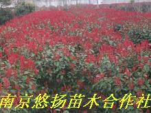 ϹϾѩŮ꣬ޱҶʯ骣ޱ޻